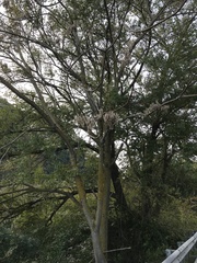 Ailanthus altissima