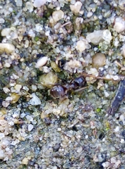 Lasius niger