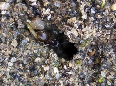 Lasius niger
