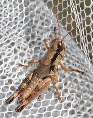 Melanoplus texensis