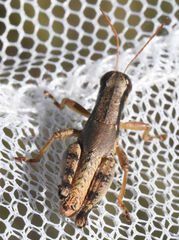 Melanoplus texensis