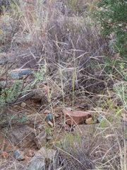 Aristida ternipes gentilis