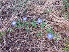Ipomoea barbatisepala