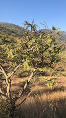 Vachellia pennatula