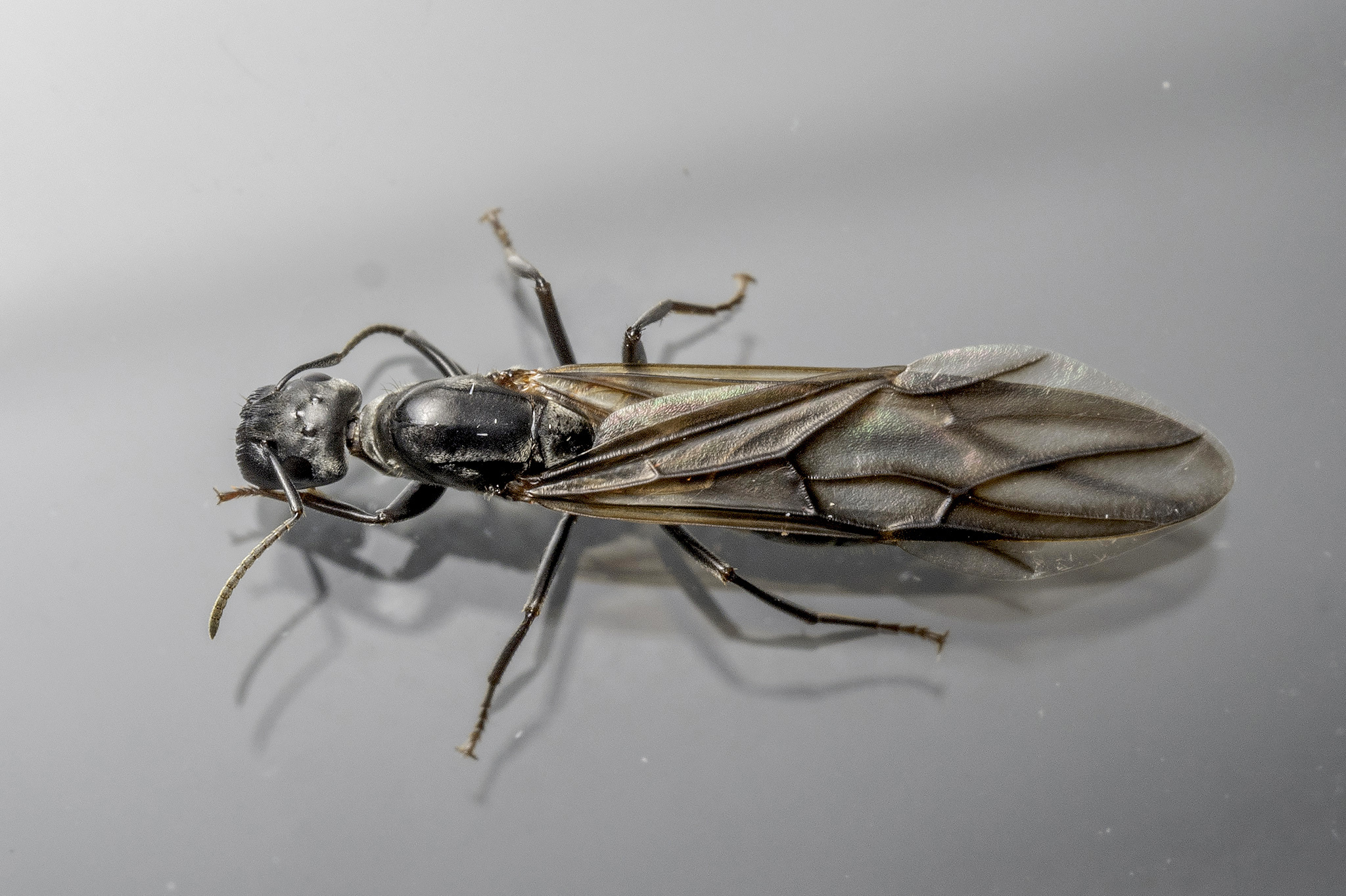 Colobopsis leonardi