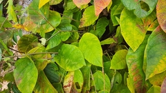 Neoshirakia japonica