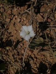 Convolvulus hermanniae