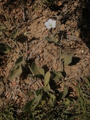 Convolvulus hermanniae