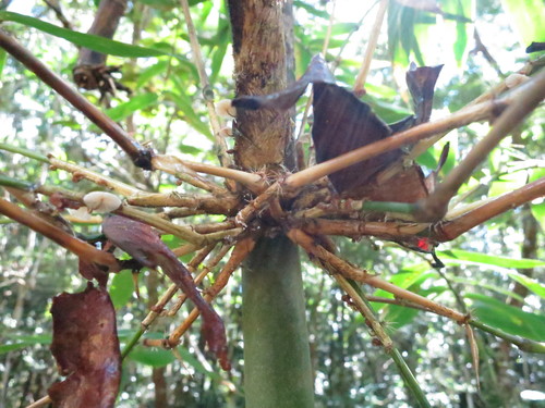 Cathariostachys madagascariensis image