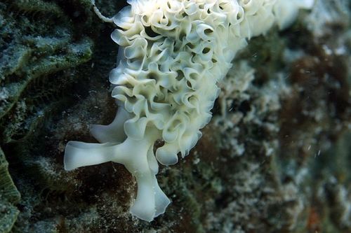 Lettuce Sea Slug