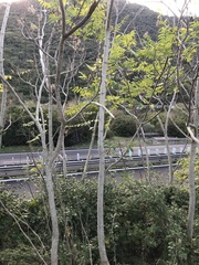 Ailanthus altissima