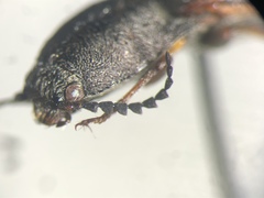 Actenicerus cuprascens