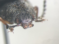 Actenicerus cuprascens