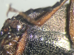 Actenicerus cuprascens