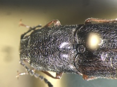 Actenicerus cuprascens