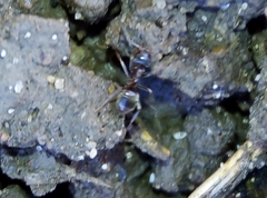 Lasius niger