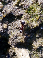 Lasius niger