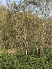 Ailanthus altissima