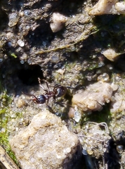 Lasius niger