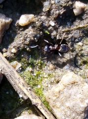 Lasius niger