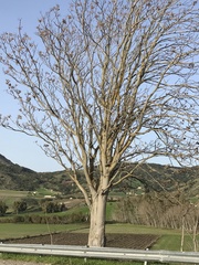 Ailanthus altissima
