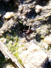 Lasius niger