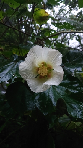 Hibiscus mutabilis