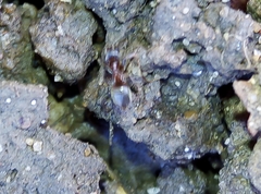 Lasius niger