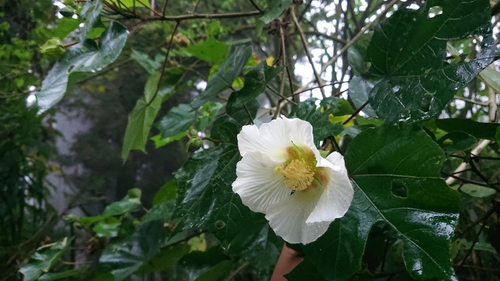 Hibiscus mutabilis