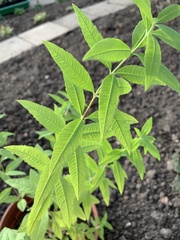 Lysimachia vulgaris