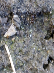 Lasius niger