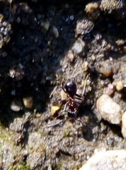 Lasius niger