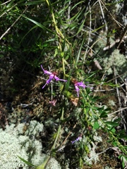 Liatris hirsuta