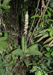 Peristylus