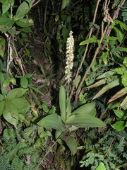 Peristylus