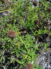 Monarda stipitatoglandulosa
