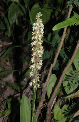 Peristylus