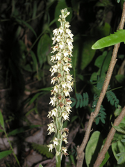 Peristylus