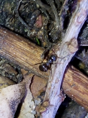 Lasius niger