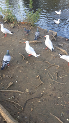 Chroicocephalus ridibundus