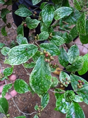 Antidesma sootepense