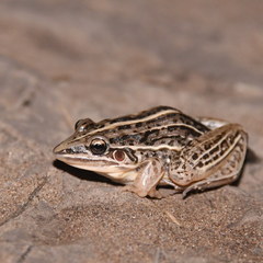 Leptodactylus gracilis