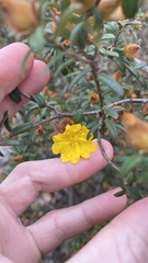 Hibbertia bracteata