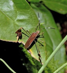 Anisoscelis marginellus