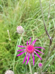 Nerine appendiculata
