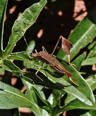 Anisoscelis marginellus