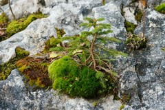 Flexitrichum gracile