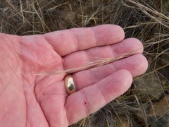 Aristida ternipes gentilis