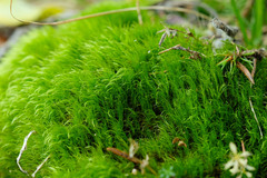 Flexitrichum gracile