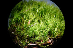 Flexitrichum gracile